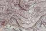 Polished, Neoproterozoic Stromatolite (Conophyton) - Morocco #276099-1